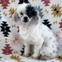 Akc black phantom parti, a male Poodle - Toy  for sale in Overbrook, KS – Photo 3 of 3