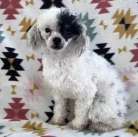 Akc black phantom parti, a male Poodle - Toy  for sale in Overbrook, KS – Photo 3 of 3