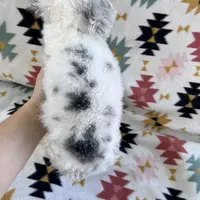 Akc black phantom parti, a male Poodle - Toy  for sale in Overbrook, KS – Photo 2 of 3