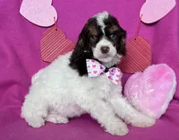 processed/abf0628d-3f22-4024-9ab2-171f9b0fddab/listing/f90ca700-e25c-4690-9903-8a75e85efaa8/a1d20a17-d394-4bf4-90be-979db81a46a7