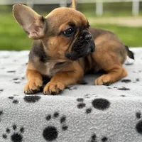 Sable male, a male French Bulldog for sale in Greenville, TX – Photo 4 of 10