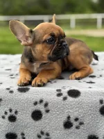 Sable male, a male French Bulldog for sale in Greenville, TX – Photo 4 of 10