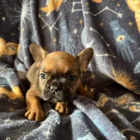 Sable male, a male French Bulldog for sale in Greenville, TX – Photo 5 of 10