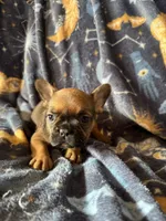 Sable male, a male French Bulldog for sale in Greenville, TX – Photo 5 of 10