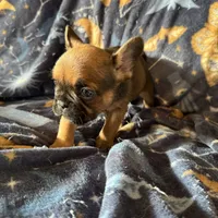 Sable male, a male French Bulldog for sale in Greenville, TX – Photo 7 of 10