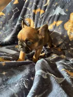 Sable male, a male French Bulldog for sale in Greenville, TX – Photo 7 of 10