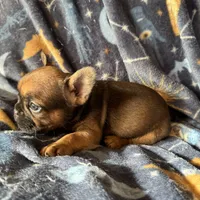 Sable male, a male French Bulldog for sale in Greenville, TX – Photo 8 of 10