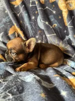 Sable male, a male French Bulldog for sale in Greenville, TX – Photo 9 of 10