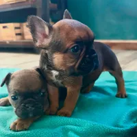 Sable male, a male French Bulldog for sale in Greenville, TX – Photo 6 of 10