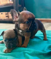 Sable male, a male French Bulldog for sale in Greenville, TX – Photo 6 of 10