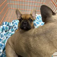 Sable male, a male French Bulldog for sale in Greenville, TX – Photo 1 of 10