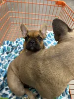Sable male, a male French Bulldog for sale in Greenville, TX – Photo 1 of 10