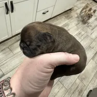 Sable male, a male French Bulldog for sale in Greenville, TX – Photo 10 of 10