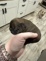 Sable male, a male French Bulldog for sale in Greenville, TX – Photo 10 of 10