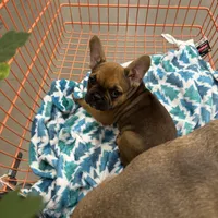 Sable male, a male French Bulldog for sale in Greenville, TX – Photo 2 of 10