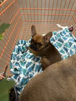 Sable male, a male French Bulldog for sale in Greenville, TX – Photo 2 of 10