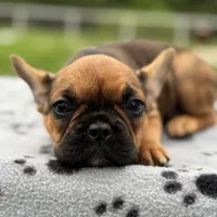 Sable male, a male French Bulldog for sale in Greenville, TX – Photo 3 of 10