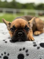 Sable male, a male French Bulldog for sale in Greenville, TX – Photo 3 of 10