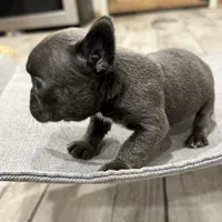 Little blue Betty, a female French Bulldog for sale in Greenville, TX – Photo 5 of 7