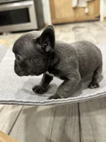 Little blue Betty, a female French Bulldog for sale in Greenville, TX – Photo 5 of 7