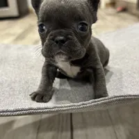 Little blue Betty, a female French Bulldog for sale in Greenville, TX – Photo 7 of 7