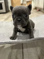 Little blue Betty, a female French Bulldog for sale in Greenville, TX – Photo 7 of 7