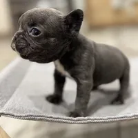 Little blue Betty, a female French Bulldog for sale in Greenville, TX – Photo 4 of 7