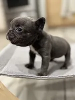 Little blue Betty, a female French Bulldog for sale in Greenville, TX – Photo 4 of 7