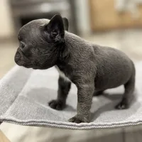 Little blue Betty, a female French Bulldog for sale in Greenville, TX – Photo 6 of 7