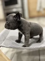 Little blue Betty, a female French Bulldog for sale in Greenville, TX – Photo 6 of 7