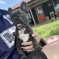 Little blue Betty, a female French Bulldog for sale in Greenville, TX – Photo 3 of 7