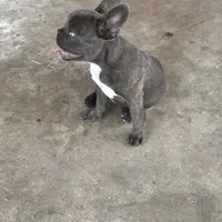 Little blue Betty, a female French Bulldog for sale in Greenville, TX – Photo 1 of 7