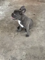 Little blue Betty, a female French Bulldog for sale in Greenville, TX – Photo 1 of 7