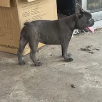 Little blue Betty, a female French Bulldog for sale in Greenville, TX – Photo 2 of 7