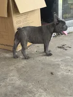 Little blue Betty, a female French Bulldog for sale in Greenville, TX – Photo 2 of 7