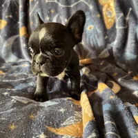 PePe, a male French Bulldog for sale in Greenville, TX – Photo 4 of 5