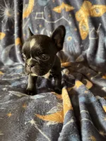 PePe, a male French Bulldog for sale in Greenville, TX – Photo 4 of 5