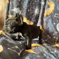 PePe, a male French Bulldog for sale in Greenville, TX – Photo 5 of 5