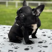 PePe, a male French Bulldog for sale in Greenville, TX – Photo 1 of 5