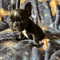 PePe, a male French Bulldog for sale in Greenville, TX – Photo 3 of 5