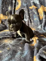 PePe, a male French Bulldog for sale in Greenville, TX – Photo 3 of 5