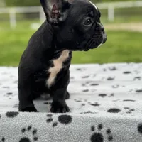 PePe, a male French Bulldog for sale in Greenville, TX – Photo 2 of 5