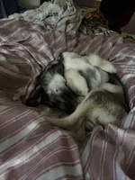 N/A, a male Alaskan Husky for sale in Kissimmee, FL – Photo 4 of 4