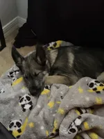 N/A, a male Alaskan Husky for sale in Kissimmee, FL – Photo 2 of 4