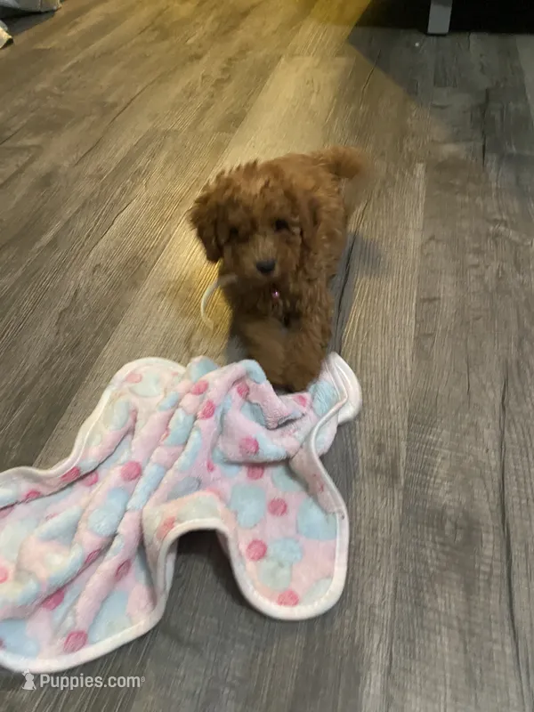 Bella – Poodle - Toy  puppy for sale in Beckley, WV