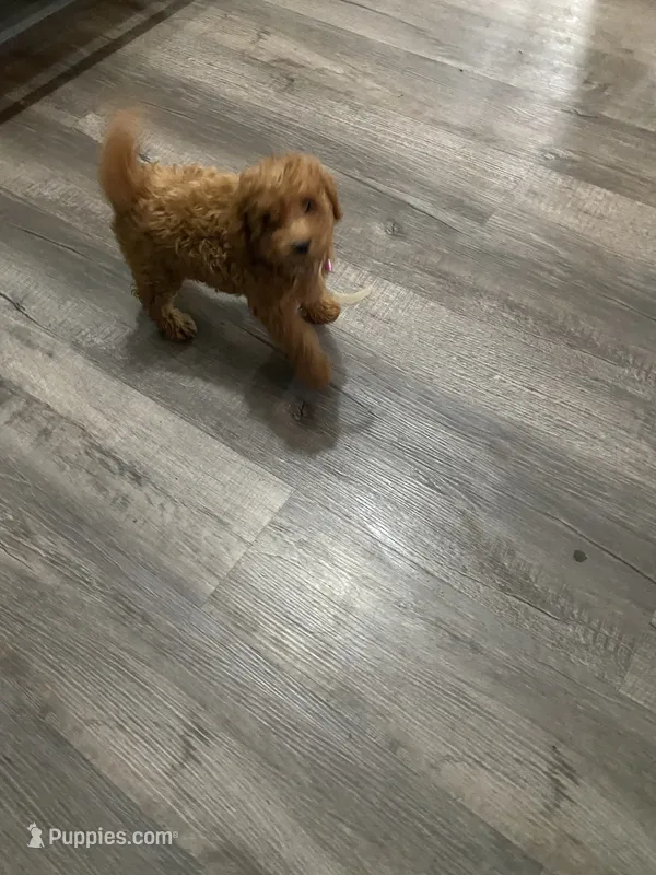 Bruno  – Poodle - Toy  puppy for sale in Beckley, WV