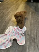 Rosie , a female Poodle - Toy  for sale in Beckley, WV – 1 of 8