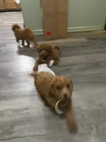 Bella, a female Poodle - Toy  for sale in Beckley, WV – 3 of 8
