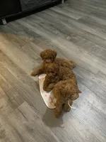 Rosie , a female Poodle - Toy  for sale in Beckley, WV – 7 of 8