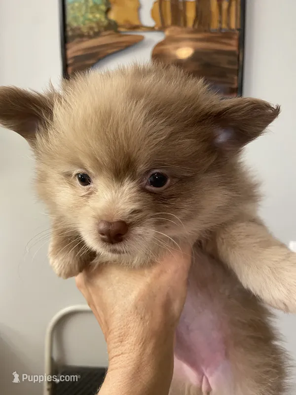 Cutie pie – Pomeranian puppy for sale in Saucier, MS